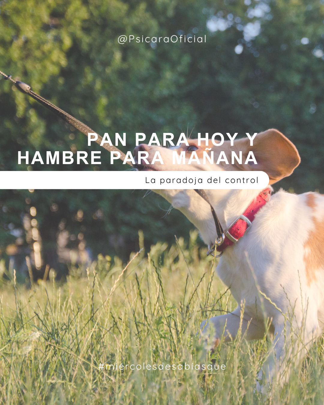 imagen de portada del blog 