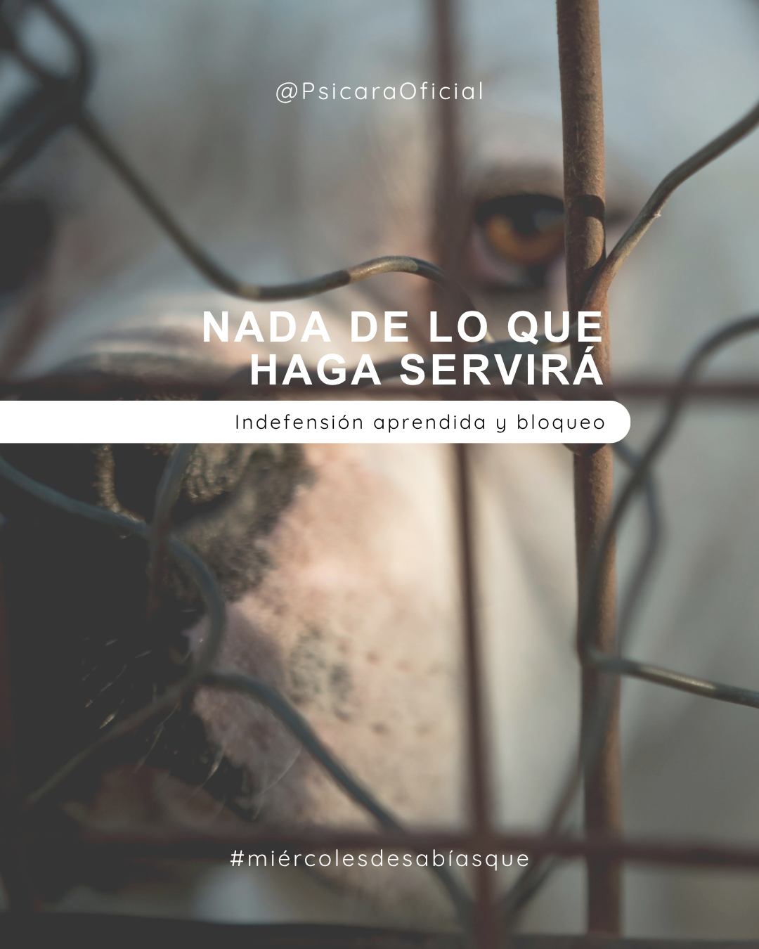 imagen de portada del blog